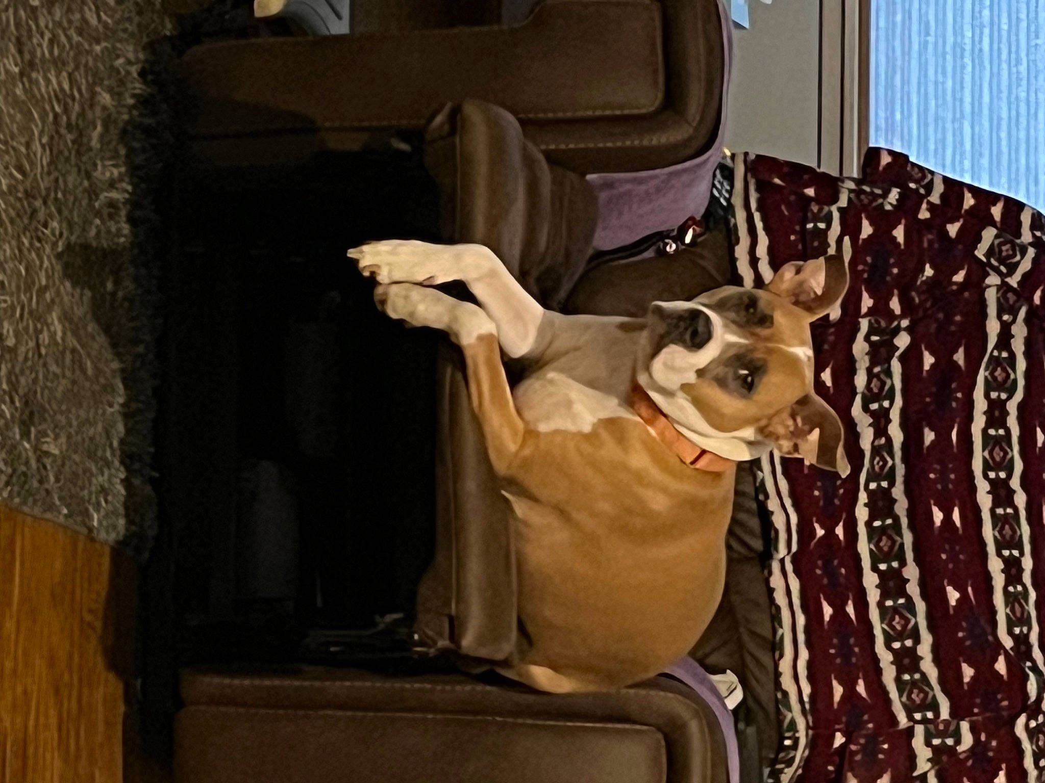 Hope is registered to the contest to win money with this photo: art, canidae, carnivore, comfort, companion_dog, curtain, dog, dog_breed, event, fawn, felidae, interior_design, room, small_to_medium_sized_cats, snout, toy_dog, whiskers, window, wood, working_animal