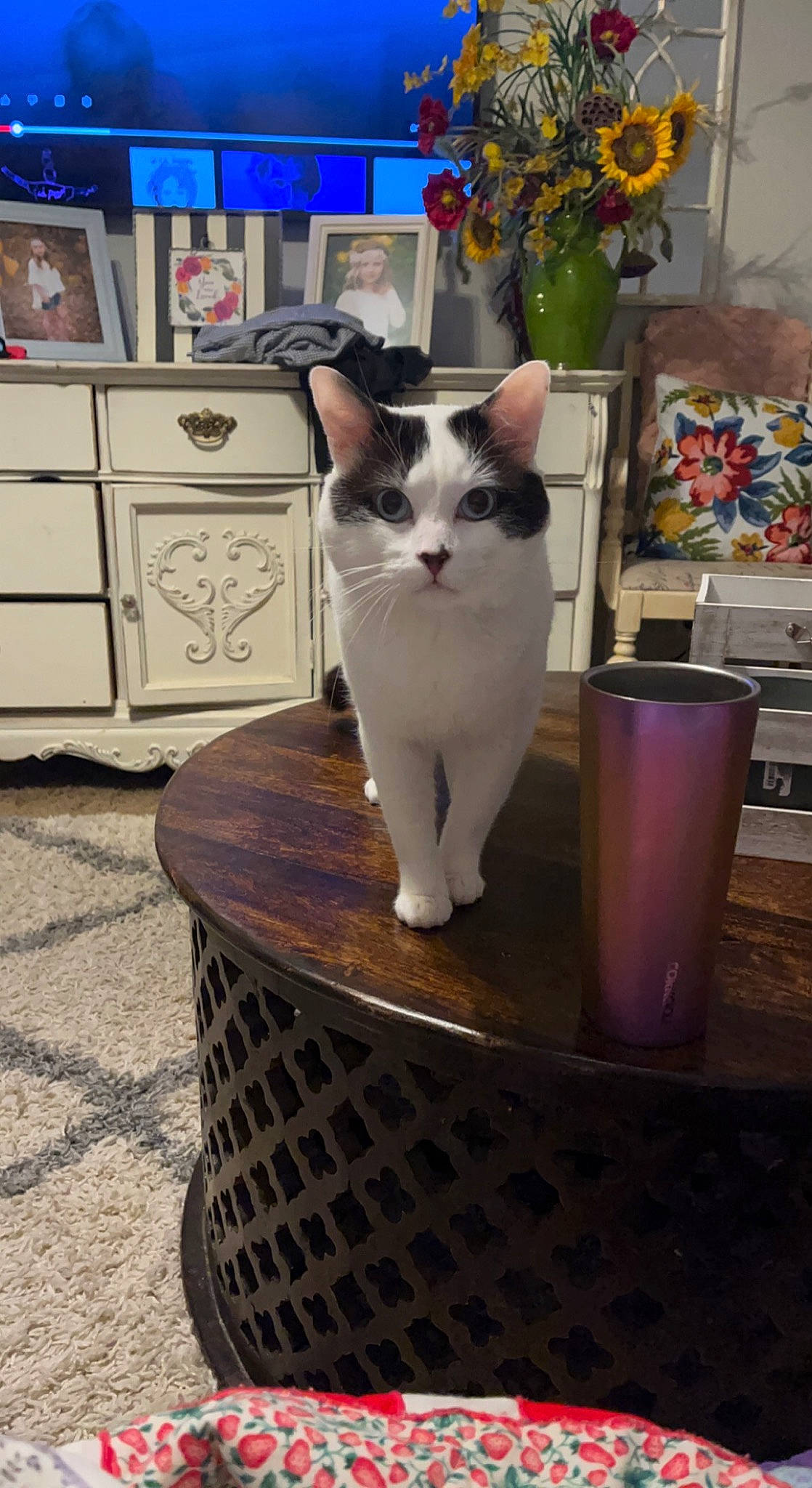 Frank joined the competition — help win amazing prizes! blue, cabinetry, carnivore, cat, chest_of_drawers, domestic_short_haired_cat, door, drawer, dresser, felidae, flooring, flowerpot, fur, hardwood, houseplant, plant, small_to_medium_sized_cats, tail, whiskers, wood