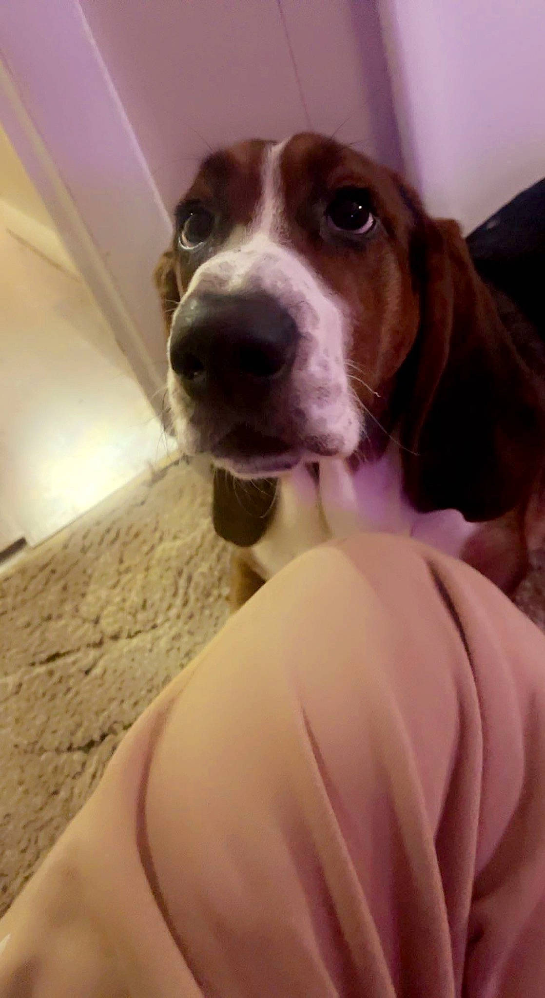 Bruno joined the competition — help win amazing prizes! canidae, carnivore, collar, comfort, companion_dog, dog, dog_breed, dog_collar, ear, fawn, fur, gun_dog, hunting_dog, liver, non_sporting_group, pointing_breed, snout, sporting_group, whiskers, working_animal