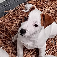 Fanta participe au concours pour gagner de l'argent avec cette photo : puppy, dog, white_fur, brown_ear, brown_spot, wood_chips, mulch, bedding, close_up, portrait, sitting, paw, looking_up, dark_eyes, black_nose, snout, ear, young_dog, pet, house_siding