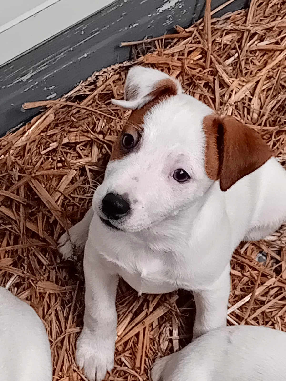 Fanta participe au concours pour gagner de l'argent avec cette photo : puppy, dog, white_fur, brown_ear, brown_spot, wood_chips, mulch, bedding, close_up, portrait, sitting, paw, looking_up, dark_eyes, black_nose, snout, ear, young_dog, pet, house_siding