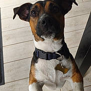 Aiko a rejoint le concours — aidez-le/la à gagner de superbes lots ! dog, puppy, portrait, close_up, brown_and_white, black_fur, floppy_ears, dark_eyes, nose, muzzle, collar, dog_tag, bone_tag, standing, indoor, tiled_floor, pet, cute, alert, photography