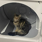 Willow is registered to the contest to win money with this photo: cat, tabby_cat, dryer, household_appliance, indoor, pet, feline, curious, fur, whiskers, tail, domestic_animal, eye_contact, clean, white, appliance_door, home, quiet, still, resting