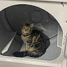appliance_door, cat, clean, curious, domestic_animal, dryer, eye_contact, feline, fur, home, household_appliance, indoor, pet, quiet, resting, still, tabby_cat, tail, whiskers, white