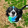 Meiko is registered to the contest to win money with this photo: animal, black_fur, blue_fur, canine, close_up, colored_fur, curious, dog, friendly, grass, green_fur, ground, looking_up, nature, outdoor, pet, playful, straw, tail, white_fur