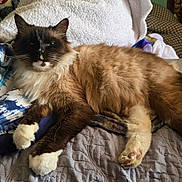 Titan joined the competition — help win amazing prizes! cat, fluffy, relaxed, bed, blanket, paws, indoor, feline, resting, fur, home, cozy, quilt, laptop, brown, white, blue, patterned, domestic, comfortable