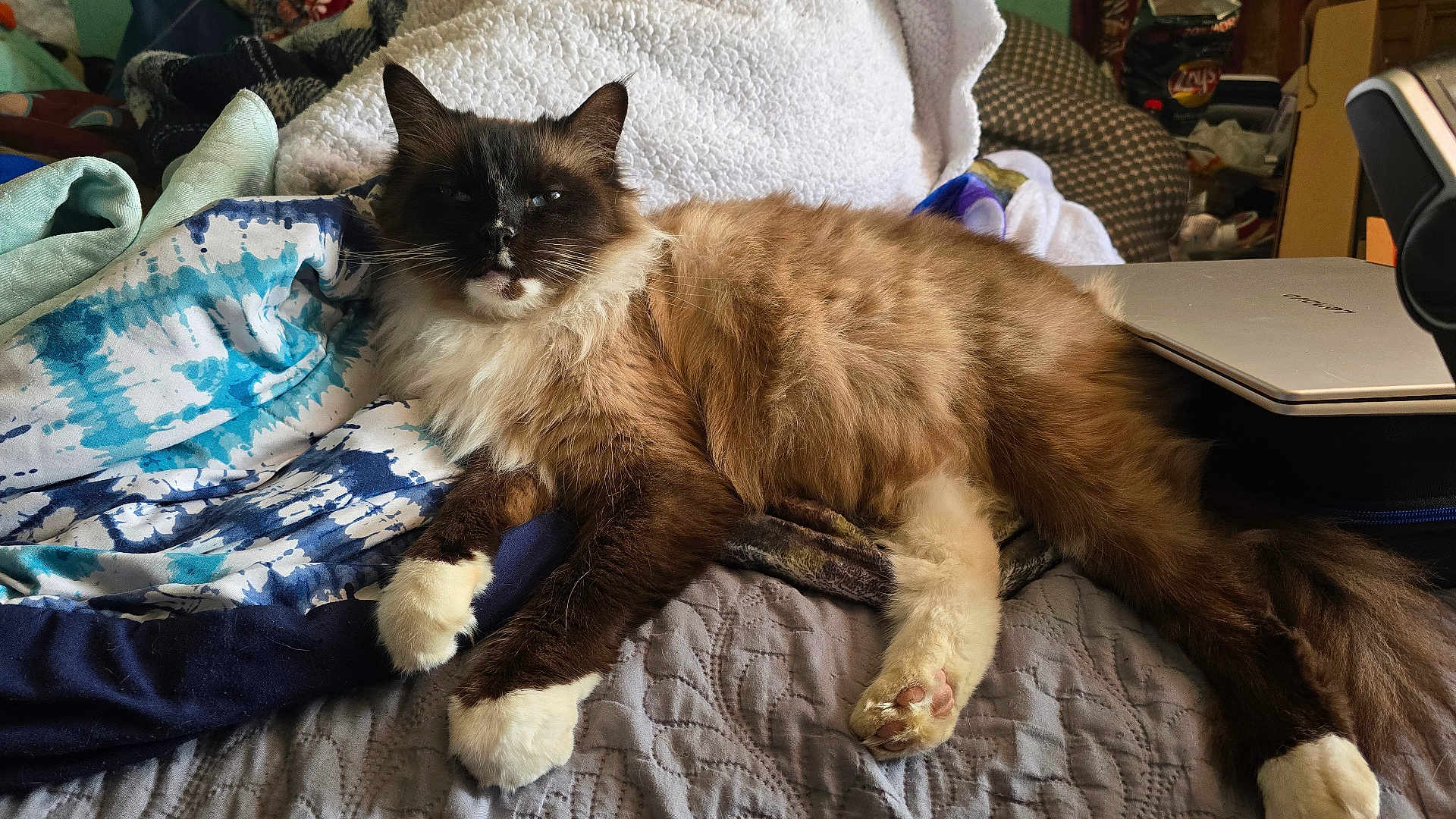 Titan joined the competition — help win amazing prizes! cat, fluffy, relaxed, bed, blanket, paws, indoor, feline, resting, fur, home, cozy, quilt, laptop, brown, white, blue, patterned, domestic, comfortable