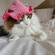 Myla participe au concours pour gagner de l'argent avec cette photo : animal, bed, calm, cat, cozy, crocheted, cute, domestic_animal, feline, fluffy, home, indoor, pet, pink_hat, portrait, relaxed, resting, sleepy, soft_texture, white_bedding