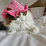 animal, bed, calm, cat, cozy, crocheted, cute, domestic_animal, feline, fluffy, home, indoor, pet, pink_hat, portrait, relaxed, resting, sleepy, soft_texture, white_bedding