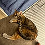 Hari is registered to the contest to win money with this photo: cat, tabby, sleeping, couch, indoor, feline, pet, relaxed, tail, fur, cozy, curled_up, home, window_blinds, curtain, resting, domestic_animal, whiskers, paw, furniture