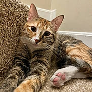 Hari joined the competition — help win amazing prizes! cat, tabby_cat, pet, animal, feline, paw, pink_paw_pads, carpet, stair, indoor, cute, close_up, fur, whiskers, relaxed, curious, ears, face, stretching, soft_lighting