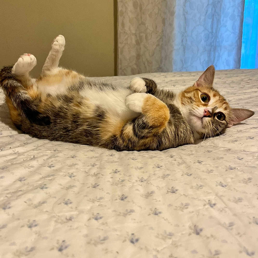 Hari is registered to the contest to win money with this photo: animal, bed, blanket, calico, cat, cozy, curious, cute, ears, eyes, feline, fur, indoor, nose, paws, pet, resting, sleeping, striped, whiskers