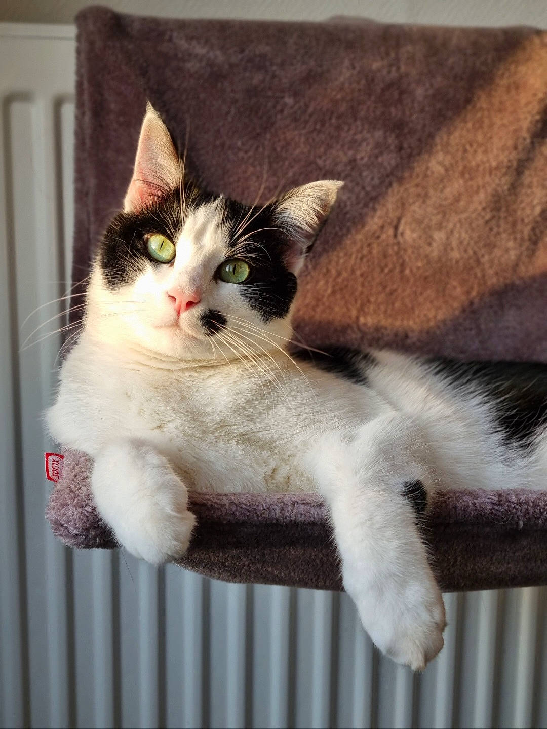 Robert participe au concours pour gagner de l'argent avec cette photo : art, box, carnivore, cat, claw, domestic_short_haired_cat, eye, fawn, felidae, foot, fur, paw, photo_caption, sitting, small_to_medium_sized_cats, snout, tail, whiskers