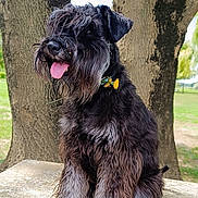 Vesper participe au concours pour gagner de l'argent avec cette photo : animal, black_dog, canine, close_up, cute, dog, flower, fluffy, grass, gray_fur, nature, outdoor, park, pet, portrait, sitting, stone_surface, sunny_day, tongue_out, tree