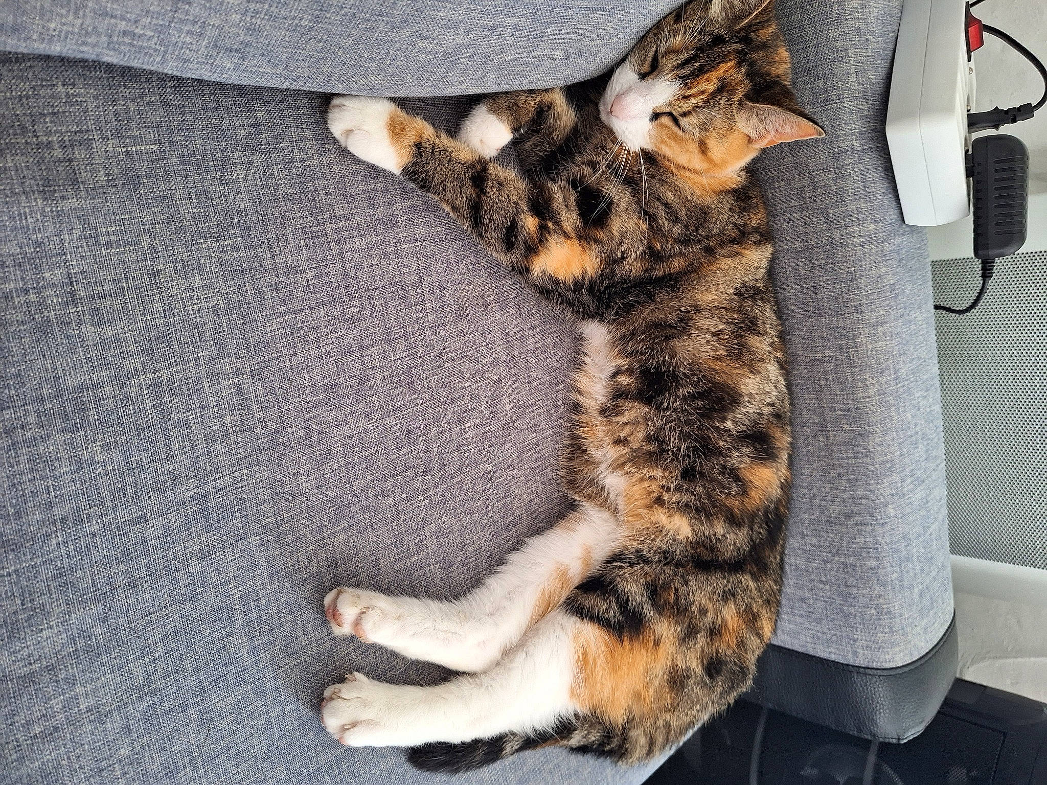 Nala a rejoint le concours — aidez-le/la à gagner de superbes lots ! canidae, carnivore, cat, claw, comfort, domestic_short_haired_cat, felidae, foot, fur, human_leg, lap, nap, paw, sleep, small_to_medium_sized_cats, tail, terrestrial_animal, whiskers