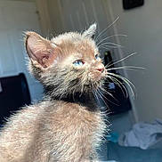 Moon joined the competition — help win amazing prizes! kitten, cat, blue_eyes, whiskers, fluffy, indoor, sunlight, pet, feline, closeup, young_animal, cute, domestic_cat, fur, mammal, animal, portrait, household, soft_light, background_blur