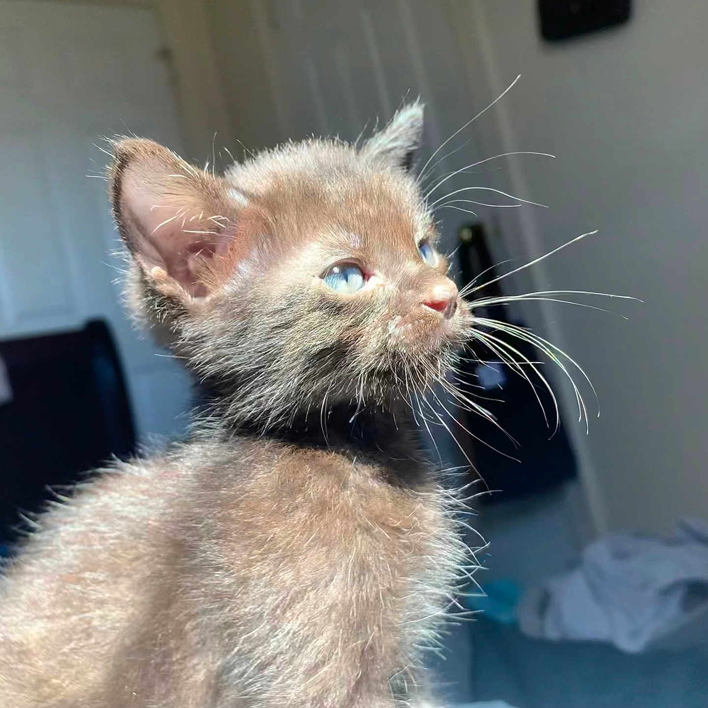 Moon joined the competition — help win amazing prizes! kitten, cat, blue_eyes, whiskers, fluffy, indoor, sunlight, pet, feline, closeup, young_animal, cute, domestic_cat, fur, mammal, animal, portrait, household, soft_light, background_blur