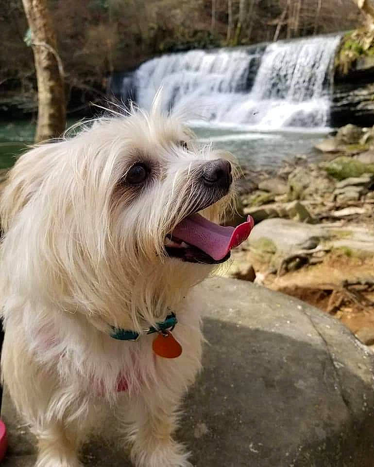 Daisy is registered to the contest to win money with this photo: bearded_collie, briquet_griffon_vendeen, cairn_terrier, canidae, carnivore, catalan_sheepdog, dog, dog_breed, glen_of_imaal_terrier, mammal, petit_basset_griffon_vendeen, rare_breed_dog, sapsali, skye_terrier, small_terrier, sporting_lucas_terrier, terrier, tibetan_terrier, vertebrate, west_highland_white_terrier