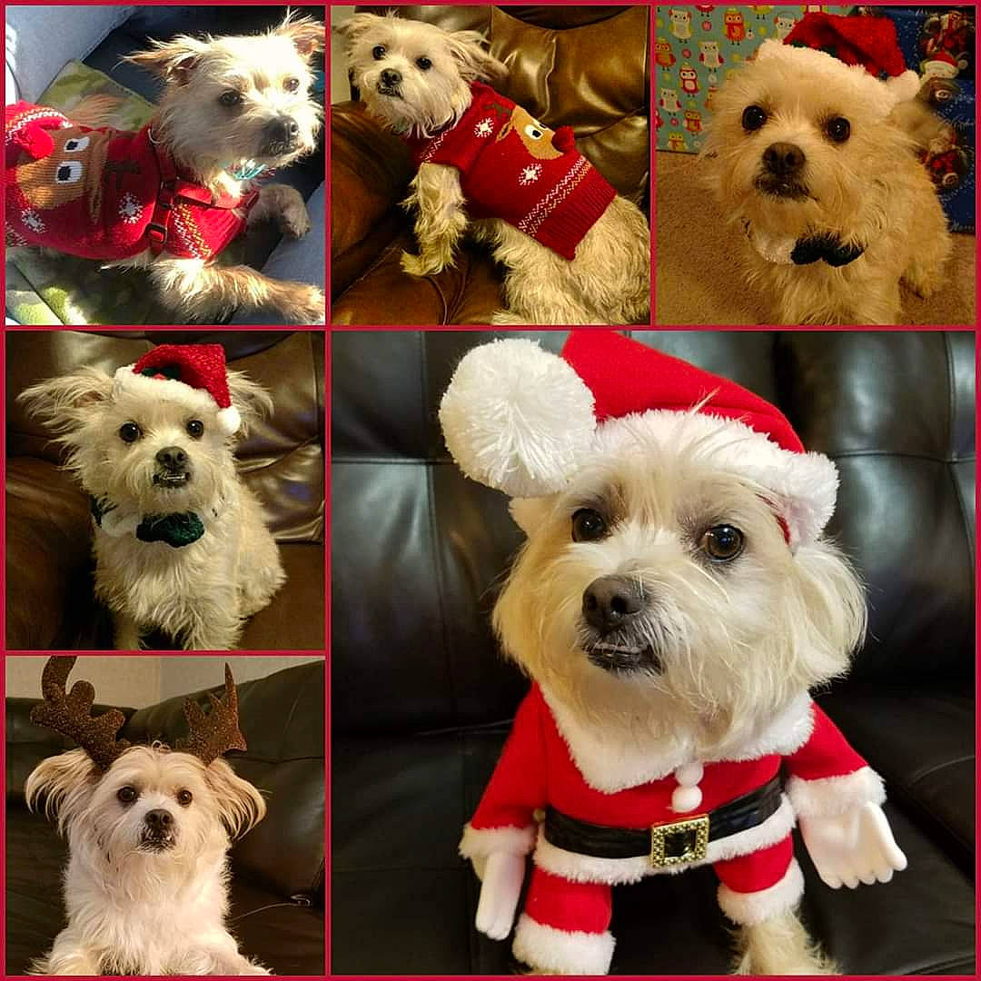 Daisy is registered to the contest to win money with this photo: canidae, carnivore, collage, companion_dog, dog, dog_breed, maltese, mammal, morkie, puppy, puppy_love, rare_breed_dog, schnoodle, sealyham_terrier, small_terrier, snout, sporting_lucas_terrier, terrier, vertebrate, west_highland_white_terrier