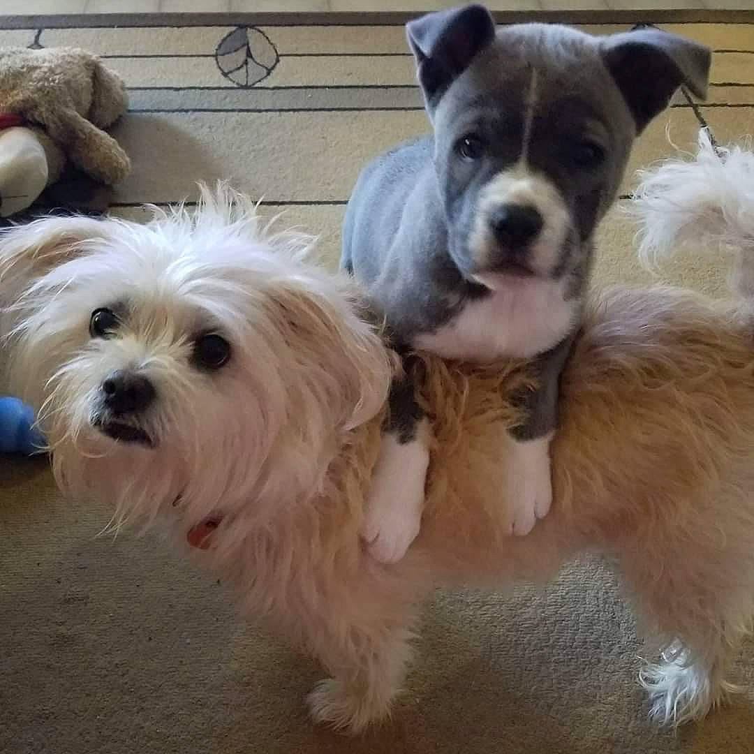 Daisy is registered to the contest to win money with this photo: biewer_terrier, canidae, carnivore, chinese_crested_dog, chinese_imperial_dog, companion_dog, dog, dog_breed, havanese, lowchen, maltepoo, maltese, mammal, morkie, puppy, puppy_love, snout, sporting_lucas_terrier, vertebrate, west_highland_white_terrier