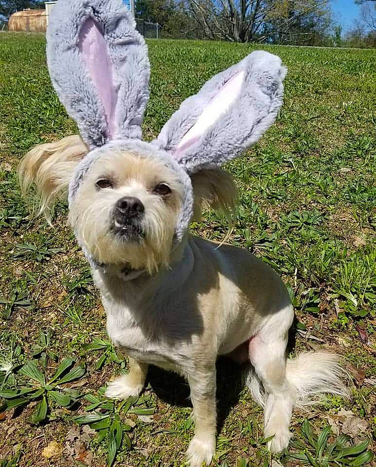 Daisy is registered to the contest to win money with this photo: canidae, carnivore, companion_dog, dandie_dinmont_terrier, dog, dog_breed, ear, glen_of_imaal_terrier, grass, lhasa_apso, mammal, morkie, rare_breed_dog, snout, sporting_group, tail, terrier, toy_dog, vertebrate, west_highland_white_terrier