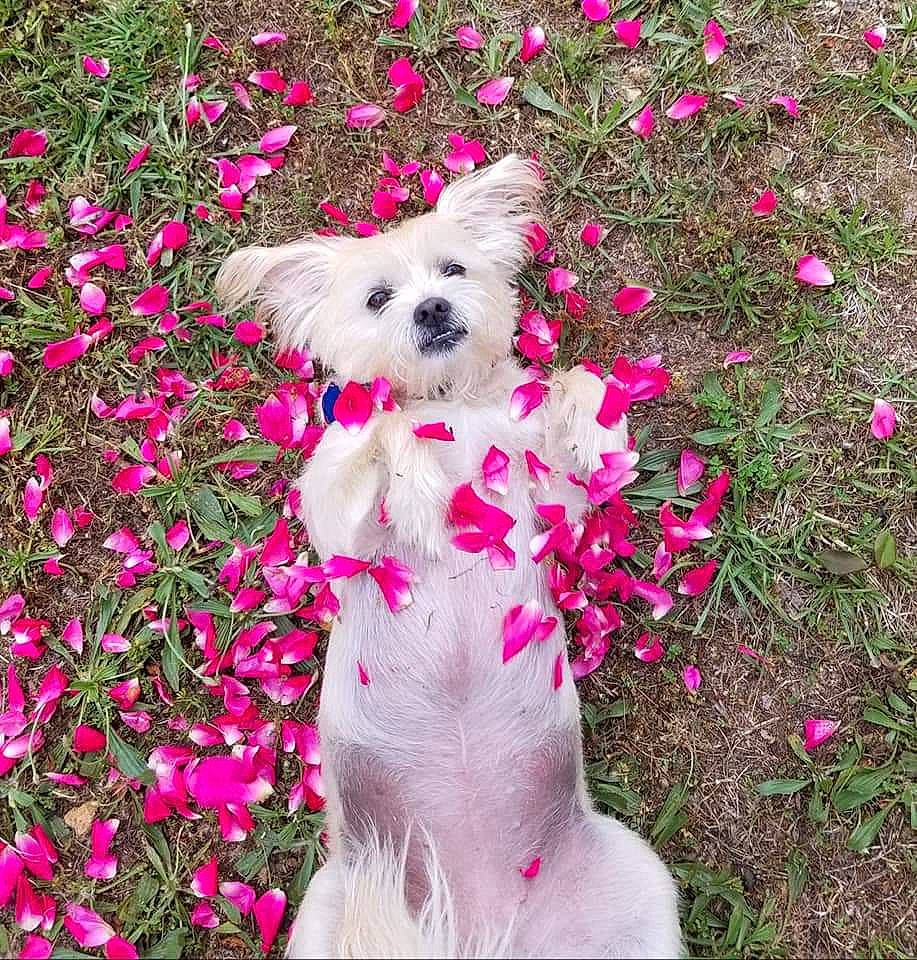 Daisy joined the competition — help win amazing prizes! canidae, carnivore, chinese_imperial_dog, companion_dog, dog, dog_breed, dog_clothes, flower, grass, maltese, mammal, morkie, non_sporting_group, pink, plant, puppy, puppy_love, terrier, toy_dog, west_highland_white_terrier