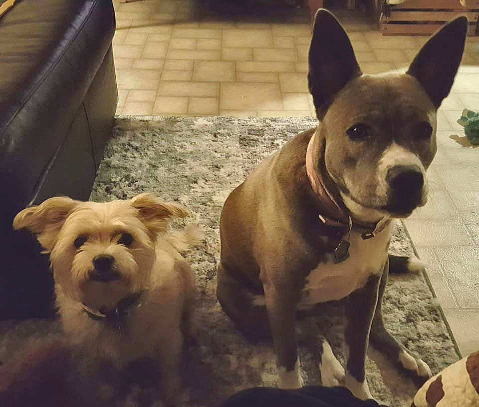 Lacey is registered to the contest to win money with this photo: american_pit_bull_terrier, ancient_dog_breeds, boston_terrier, canidae, carnivore, companion_dog, dog, dog_breed, ear, fawn, french_bulldog, mammal, non_sporting_group, nose, pit_bull, rare_breed_dog, snout, vertebrate