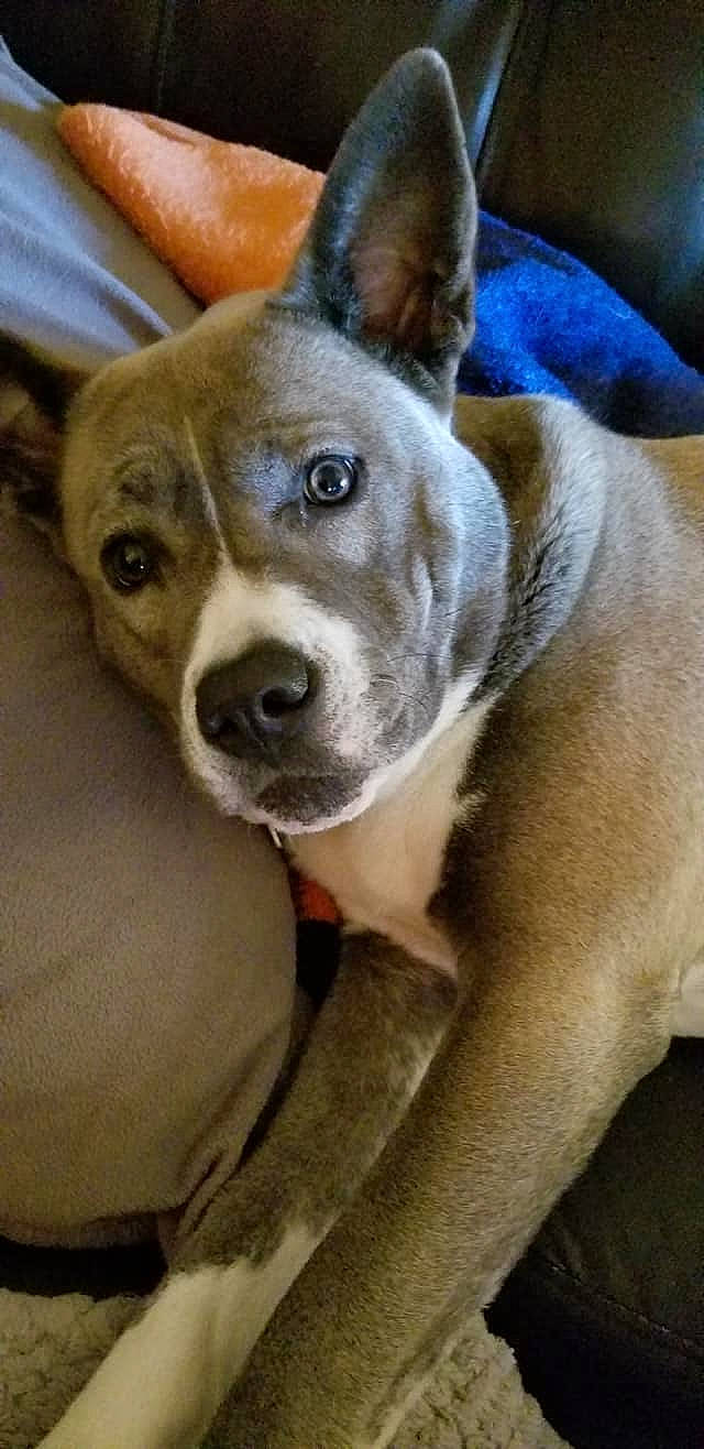 Lacey joined the competition — help win amazing prizes! american_pit_bull_terrier, american_staffordshire_terrier, canidae, carnivore, dog, dog_breed, ear, fawn, feist, mammal, non_sporting_group, rare_breed_dog, snout, vertebrate, whiskers