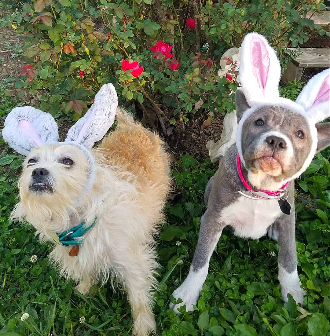 Lacey is registered to the contest to win money with this photo: cairn_terrier, canidae, carnivore, companion_dog, dog, dog_breed, dog_walking, ear, fawn, french_bulldog, grass, mammal, non_sporting_group, plant, puppy, rabbit, rare_breed_dog, sporting_group, toy_dog, west_highland_white_terrier