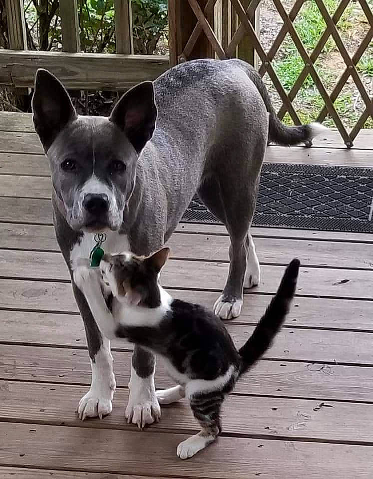 Lacey is registered to the contest to win money with this photo: canidae, carnivore, dog, dog_breed, feist, mammal, non_sporting_group, puppy, snout, sporting_group, tail, teddy_roosevelt_terrier, vertebrate