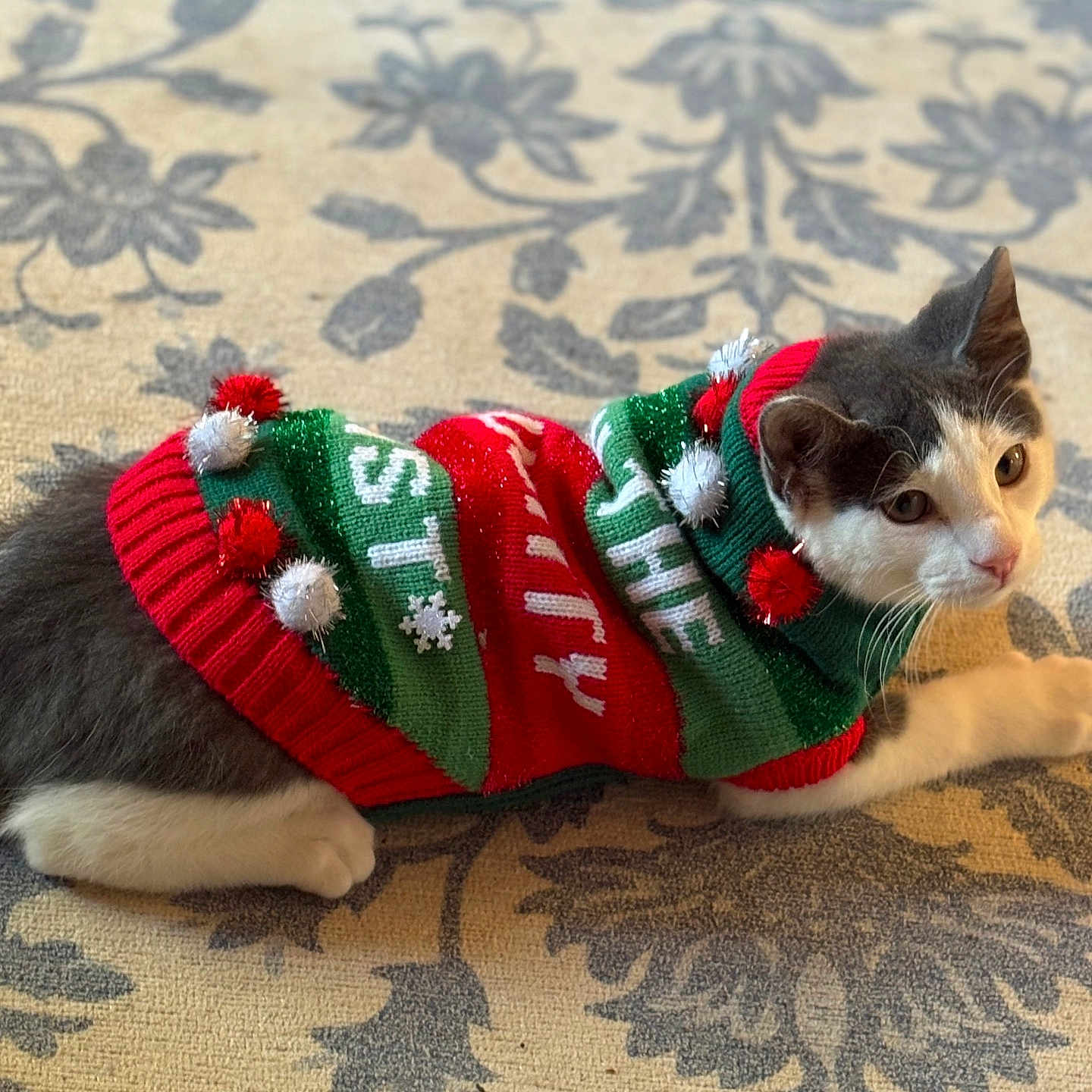 Oreo is registered to the contest to win money with this photo: animal, apparel, carpet, cat, christmas, costume, cozy, curious, cute, feline, festive, gray, holiday, indoor, lying_down, pattern, pet, pom_poms, sweater, white