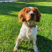 Marley a rejoint le concours — aidez-le/la à gagner de superbes lots ! attentive, brown_ears, canine, collar, dog, floppy_ears, front_paws, grass, lawn, nose, outdoor, pet, portrait, shadow, sitting, spaniel, sunny, whiskers, white_coat, yard