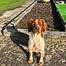 Marley a rejoint le concours — aidez-le/la à gagner de superbes lots ! attentive, brown_white_coat, concrete, dog, ears, flower_bed, garage_door, garden, grass, lawn_lamp, outdoor, pathway, paws, pet, planter, portrait, shadow, shed, soil, sunlight