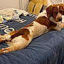 animal, bed, bedspread, blanket, brown_and_white, comfort, cozy, curious, dog, floor, fur, home, indoor, looking_back, mirror, pet, relaxed, resting, stuffed_toy, tile_floor
