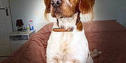 Marley participe au concours pour gagner de l'argent avec cette photo : accessories, animal, bed, bedroom, canine, cockerspaniel, couch, cushion, dog, furniture, homedecor, hound, indoors, lamp, papillon, pet, pointer, puppy, room, strap