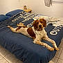 Marley participe au concours pour gagner de l'argent avec cette photo : bed, blue, brown, collar, comforter, curtain, dog, domestic, furniture, home, indoor, lying_down, nightstand, pet, picture_frame, relaxed, room, tile_floor, white, window