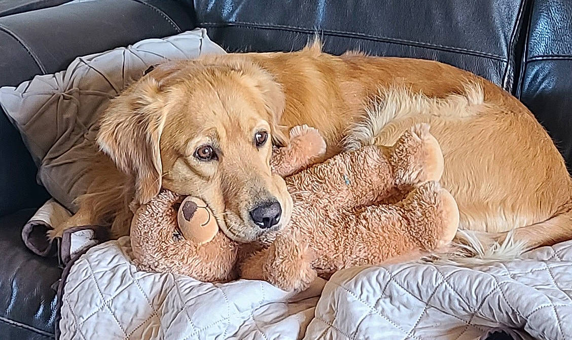 Miles joined the competition — help win amazing prizes! canidae, carnivore, comfort, companion_dog, couch, dog, dog_breed, dog_supply, fawn, fur, happy, labrador_retriever, paw, plant, retriever, sitting, snout, sporting_group, whiskers, working_animal