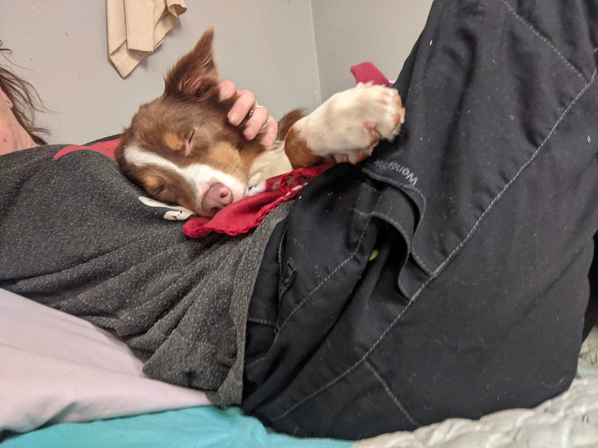 Emma is registered to the contest to win money with this photo: canidae, carnivore, cat, comfort, companion_dog, dog_breed, domestic_short_haired_cat, fawn, felidae, fur, grey, lap, linens, nap, paw, sitting, sleep, small_to_medium_sized_cats, sporting_group, whiskers