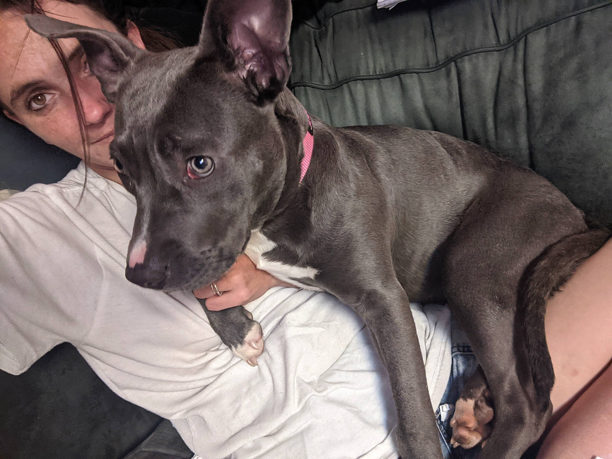 Daisey joined the competition — help win amazing prizes! canidae, carnivore, collar, comfort, companion_dog, couch, dog, dog_breed, dog_collar, ear, fawn, glasses, grey, guard_dog, snout, sporting_group, toy_dog, whiskers, working_animal, working_dog