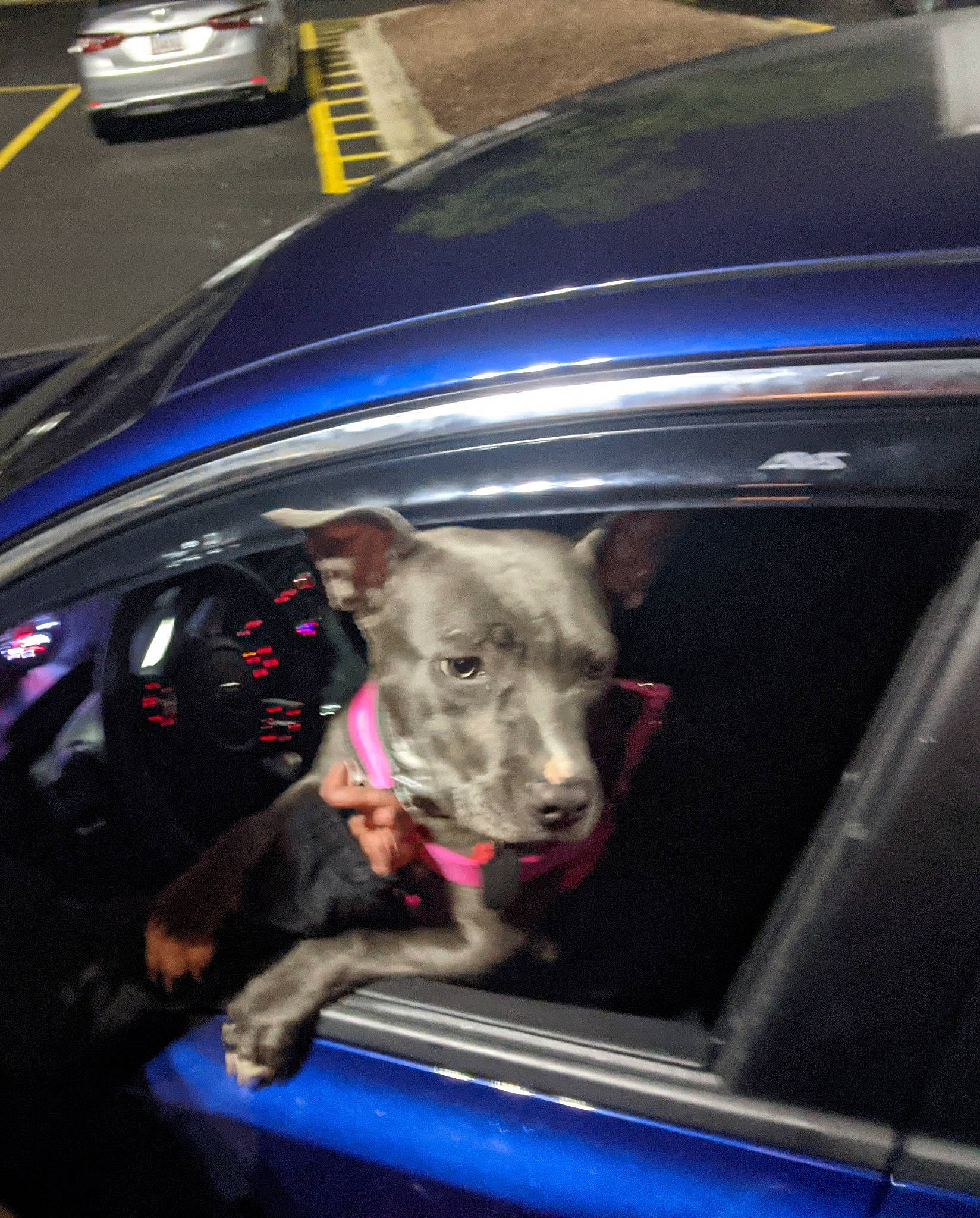 Daisey is registered to the contest to win money with this photo: auto_part, automotive_design, automotive_exterior, automotive_lighting, automotive_tire, blue, car, carnivore, companion_dog, dog, dog_breed, fawn, fender, hood, light, motor_vehicle, snout, vehicle, vehicle_door, windshield