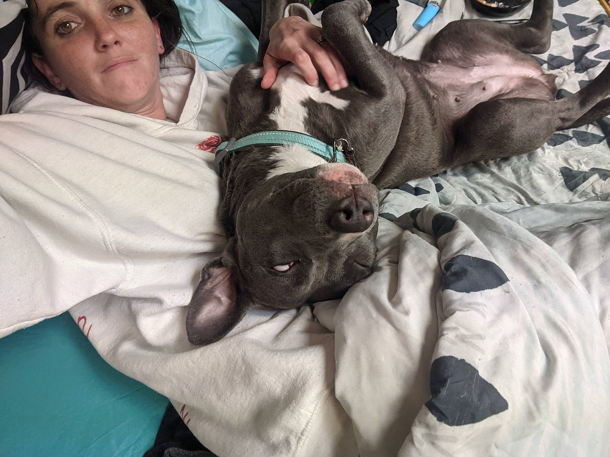 Daisey joined the competition — help win amazing prizes! canidae, carnivore, comfort, companion_dog, dog, dog_breed, ear, fawn, felidae, fur, guard_dog, linens, nap, sleep, small_to_medium_sized_cats, snout, sporting_group, toy_dog, whiskers, working_animal