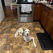 Axel is registered to the contest to win money with this photo: dog, kitchen, floor, oven, towel, counter, milk, stove, cabinet, table, chair, tile_floor, pet, indoor, home, appliance, curious, resting, light, brown