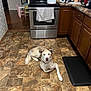 dog, kitchen, floor, oven, towel, counter, milk, stove, cabinet, table, chair, tile_floor, pet, indoor, home, appliance, curious, resting, light, brown