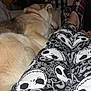 Axel joined the competition — help win amazing prizes! dog, pajamas, slippers, couch, indoor, sleeping, relaxation, home, pet, animal, fabric, pattern, plaid, leg, footwear, furniture, dim_lighting, comfort, rest, casual