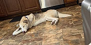 Axel is registered to the contest to win money with this photo: dog, sleeping, floor, tile_floor, kitchen, cabinet, appliance, indoor, pet, resting, canine, fur, collar, quiet, relaxed, home, animal, laying_down, peaceful, domestic