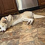 dog, sleeping, floor, tile_floor, kitchen, cabinet, appliance, indoor, pet, resting, canine, fur, collar, quiet, relaxed, home, animal, laying_down, peaceful, domestic
