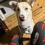 Axel is registered to the contest to win money with this photo: dog, blue_eye, heterochromia, sitting, wood_floor, indoor, pajama_pants, friday_the_13th, curious, pet, canine, collar, ears_up, looking_up, home, flooring, mixed_color, domestic_animal, animal, companionship