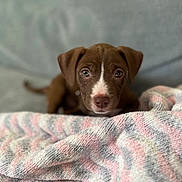 Hazel is registered to the contest to win money with this photo: animal, beagle, bed, blanket, bulldog, canine, dog, furniture, homedecor, hound, labradorretriever, linen, pet, pitbull, pointer, puppy, quilt, snout, towel