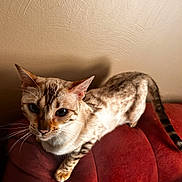 Snowflake joined the competition — help win amazing prizes! animal, beige_wall, cat, close_up, couch, curious, cute, domestic_cat, ears, feline, fur, indoor, looking_up, pet, red_couch, shadow, sitting, spotted, tail, whiskers