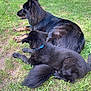 dog, black_dog, german_shepherd, puppy, grass, outdoor, collar, canine, pet, animal, lying_down, nature, greenery, fur, playful, companion, resting, summer, sunlight, yard